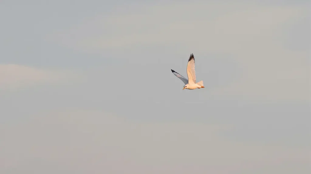 Impressionnant chasseur, ce rapace a colonisé la France en à peine 15 ans : c'est quoi, l'élanion blanc ?