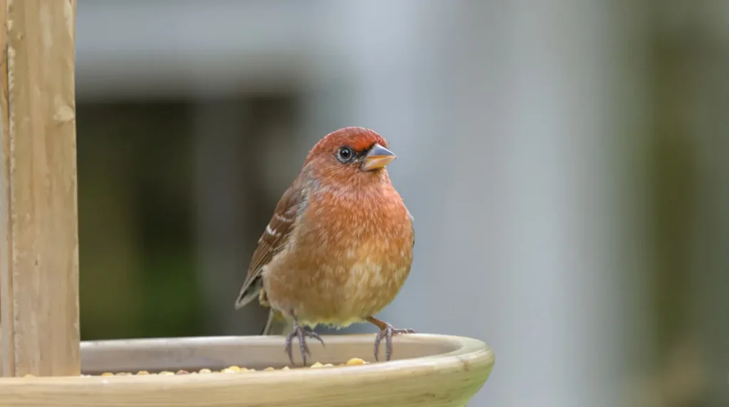 Vos oiseaux ignorent votre mangeoire pour une raison toute simple : elle est mal placée